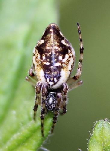 Réf. 217 662 : Cyclosa sp.
